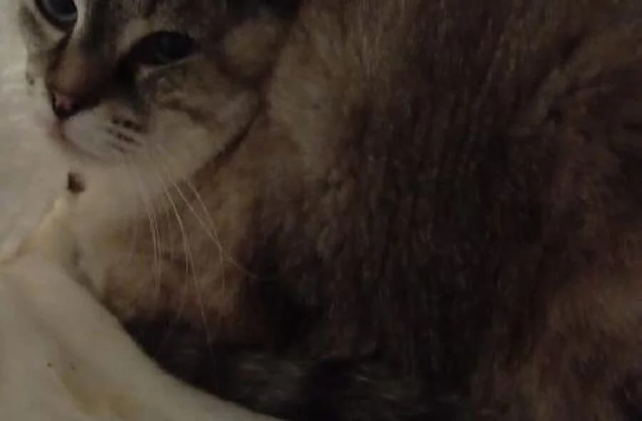 Mabelle, female 4yo Siamese for adoption at 30 Millions d'Amis, Paris
