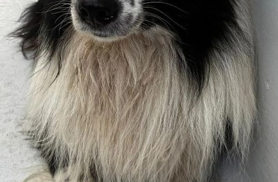 Bobby, male 4yo Border Collie for adoption at 30 Millions d'Amis, Paris
