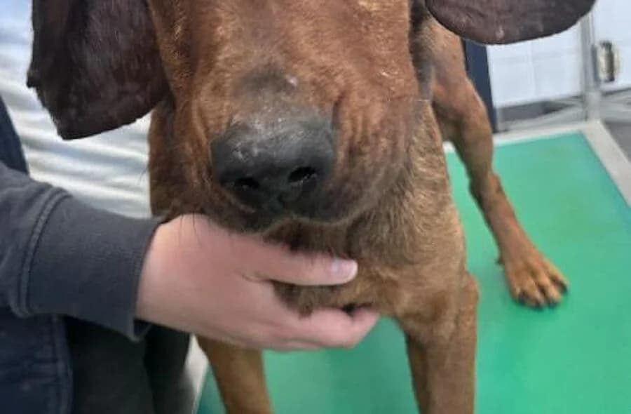 Scooby, male 4yo Basset Hound for adoption at 30 Millions d'Amis, Paris