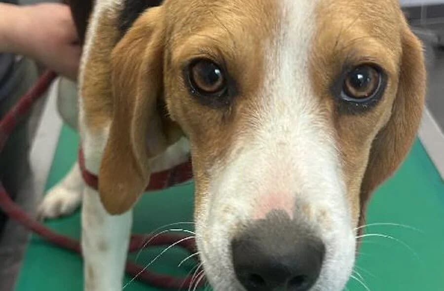 Jyn, female 4yo Beagle for adoption at 30 Millions d'Amis, Paris