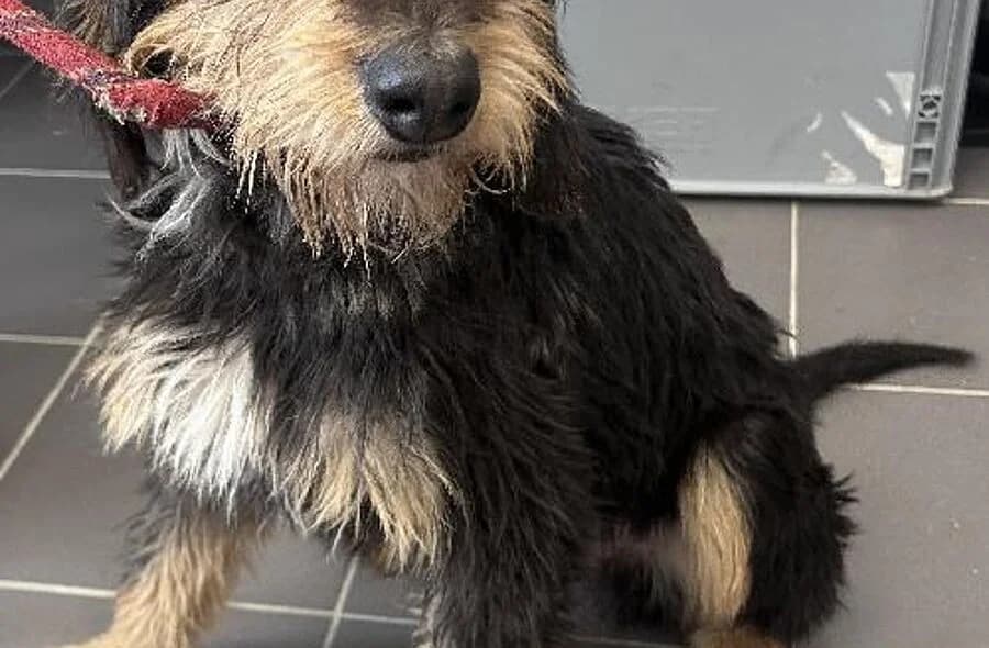 Dark, male 4yo mixed breed for adoption at 30 Millions d'Amis, Paris