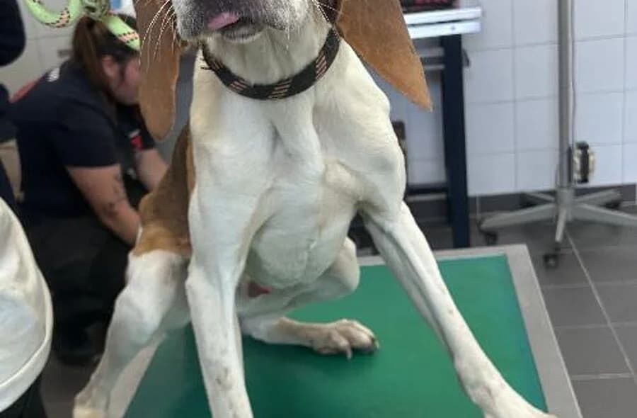 Athos, male 4yo mixed breed for adoption at 30 Millions d'Amis, Paris