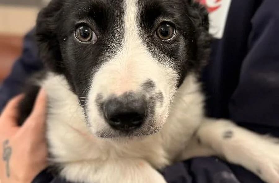 Cruz, female 4yo Border Collie for adoption at 30 Millions d'Amis, Paris