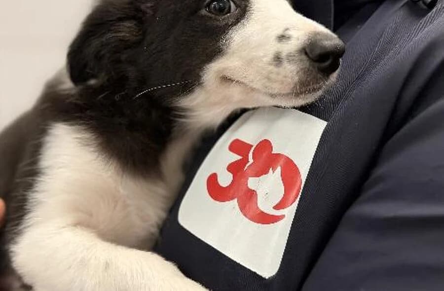 Sally, female 4yo Border Collie for adoption at 30 Millions d'Amis, Paris