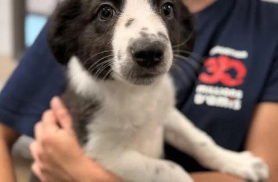 Flash, male 4yo Border Collie for adoption at 30 Millions d'Amis, Paris