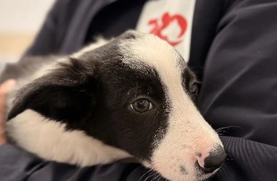 Lizzie, female 4yo Border Collie for adoption at 30 Millions d'Amis, Paris