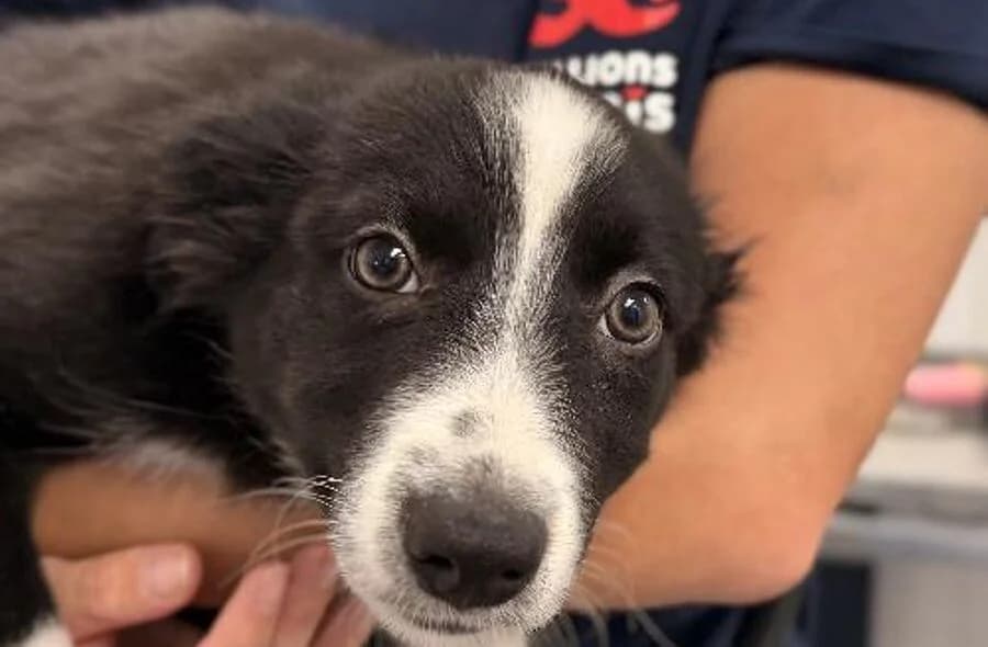 Bob, male 4yo Border Collie for adoption at 30 Millions d'Amis, Paris