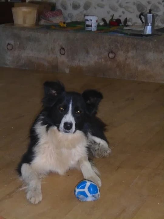 Elio, male 3yo Border Collie for adoption at 4 Pattes Oloron