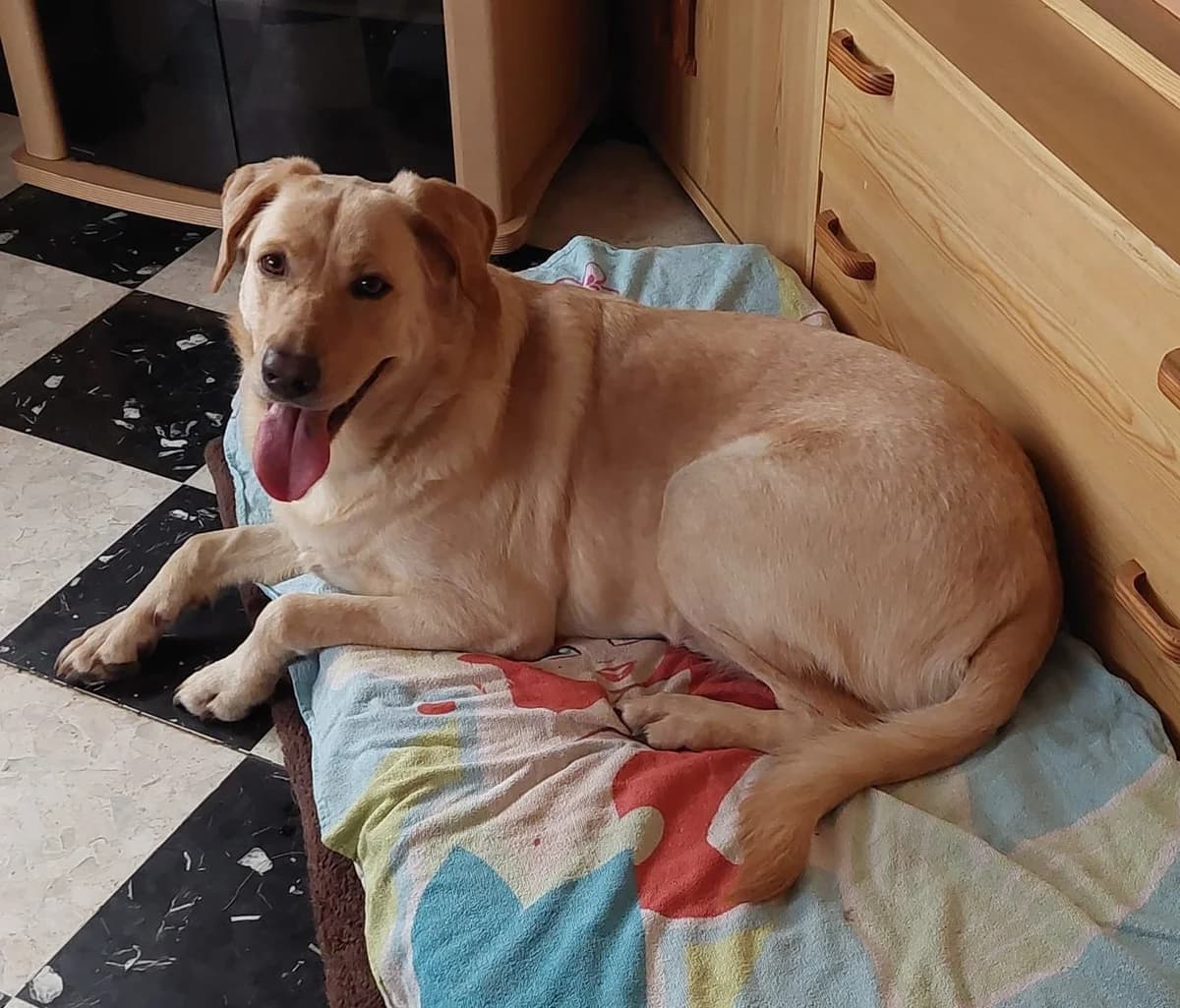 Odie, female 7yo Labrador Retriever for adoption at Action 4 Pets, France