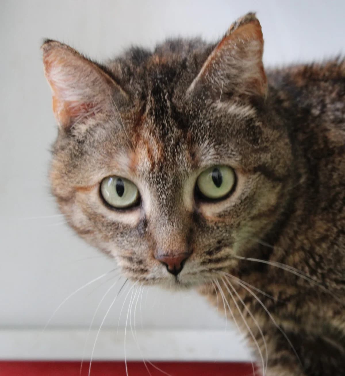 Nótt, female senior European Shorthair for adoption at Action 4 Pets, France