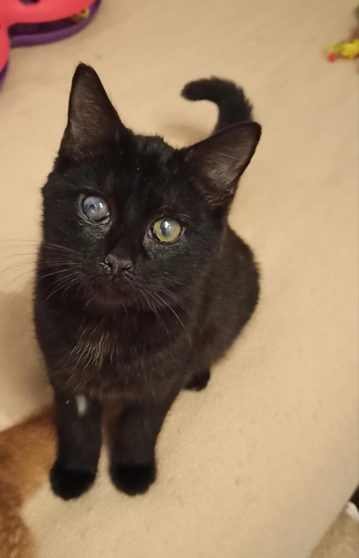 Teal&rsquo;c, male 4yo European Shorthair for adoption at Action 4 Pets, France