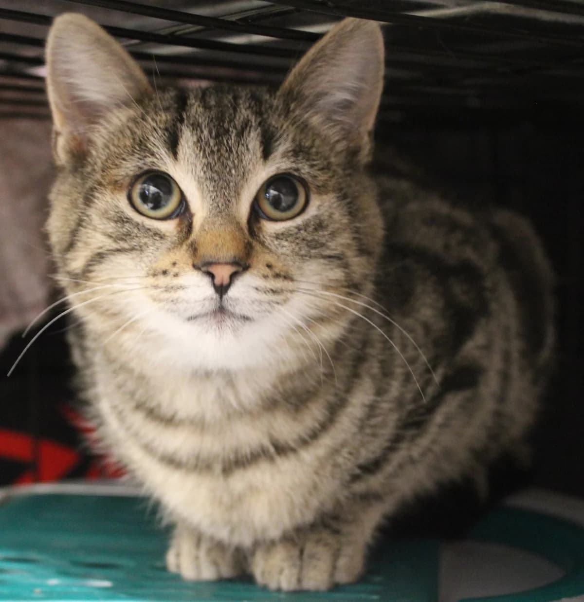 Tzatzíki, male 4yo European Shorthair for adoption at Action 4 Pets, France