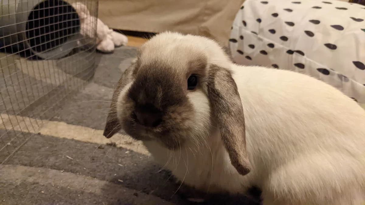 Tapioca, male mixed breed for adoption at Action 4 Pets, France