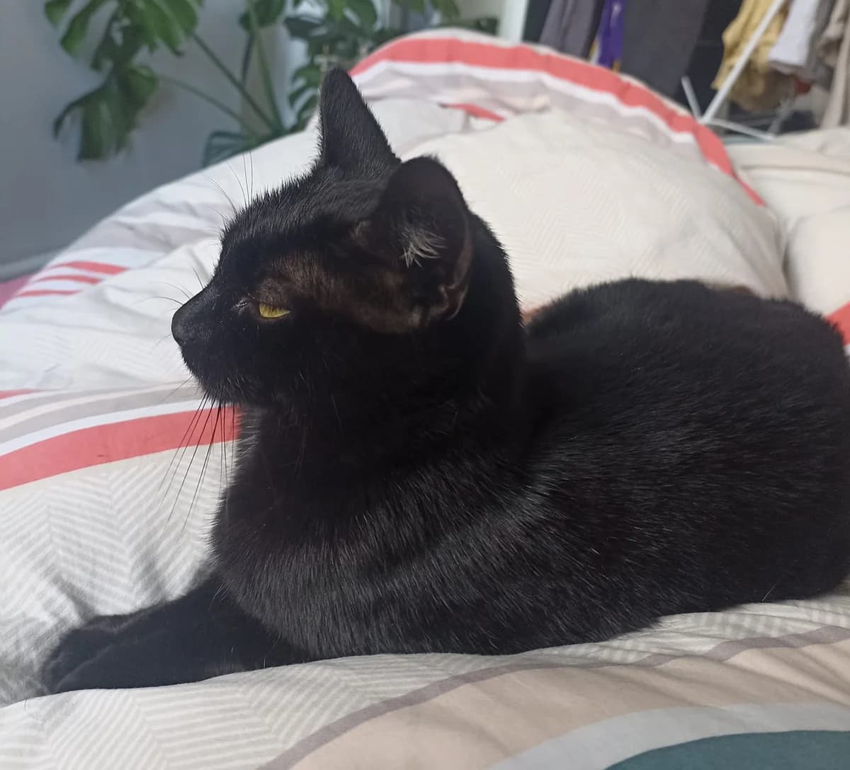 Rougail, female 6yo European Shorthair for adoption at Action 4 Pets, France