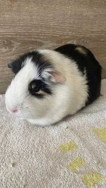 Orpa, female mixed breed for adoption at Action 4 Pets, France