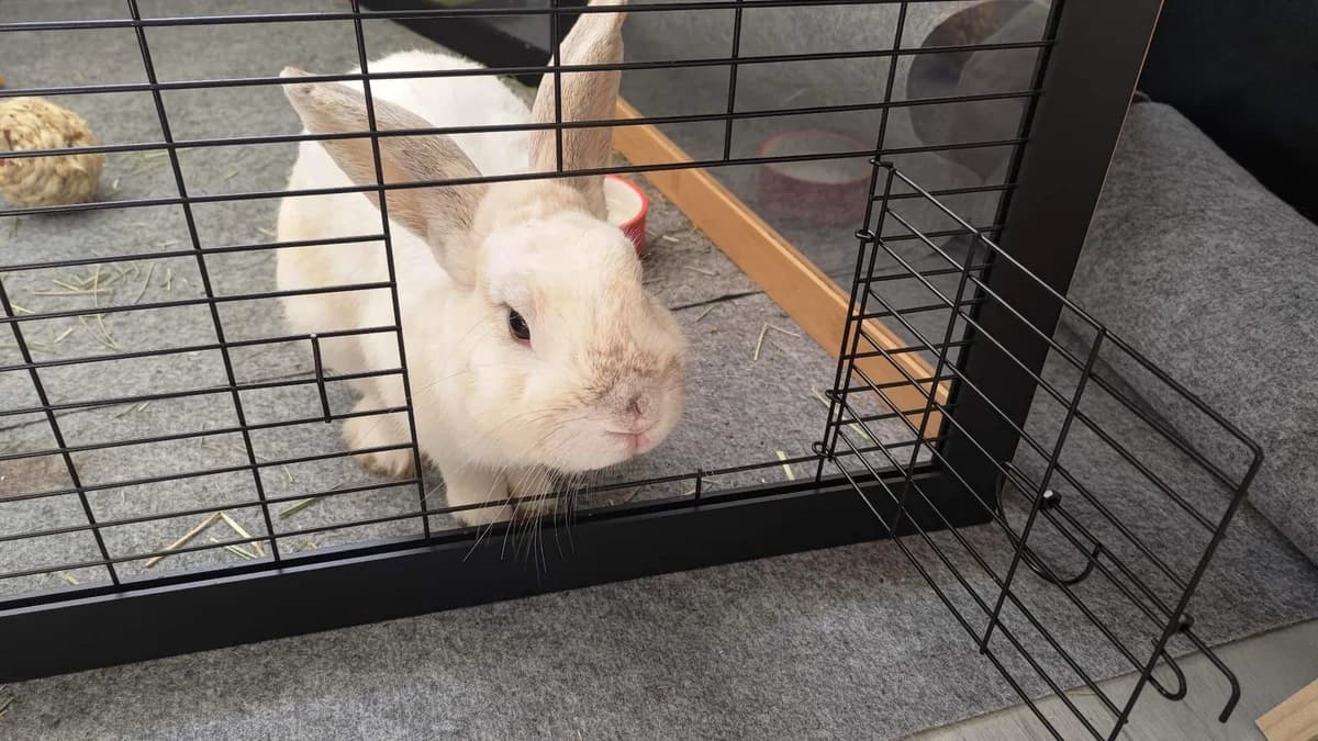 Popcorn, male 7yo mixed breed for adoption at Action 4 Pets, France