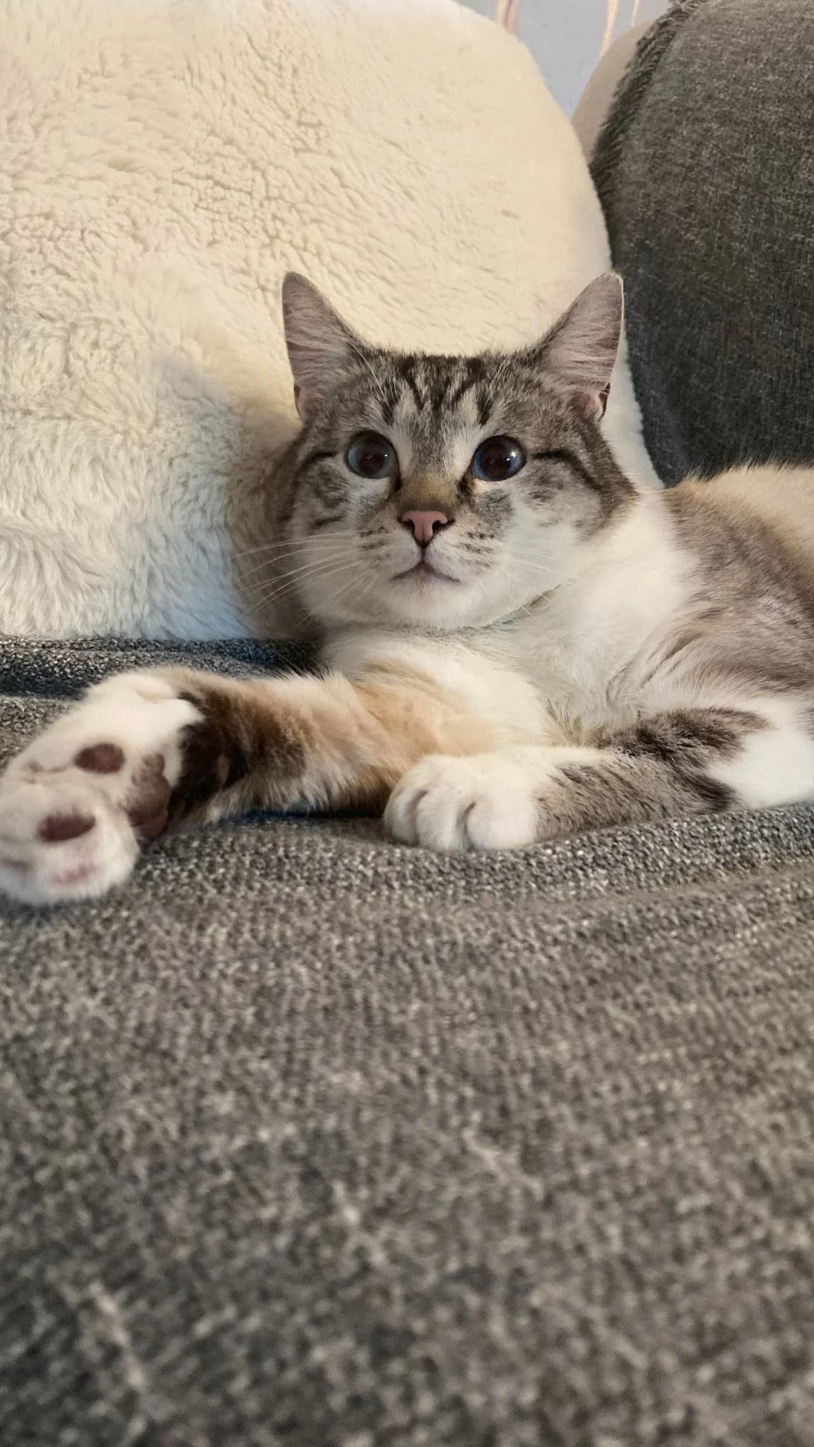 Platon, male 7yo European Shorthair for adoption at Action 4 Pets, France