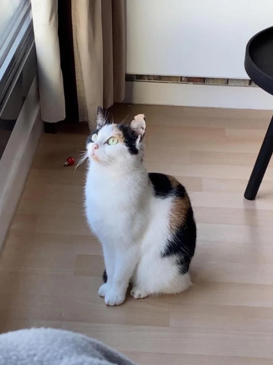 Tōya, female 4yo European Shorthair for adoption at Action 4 Pets, France