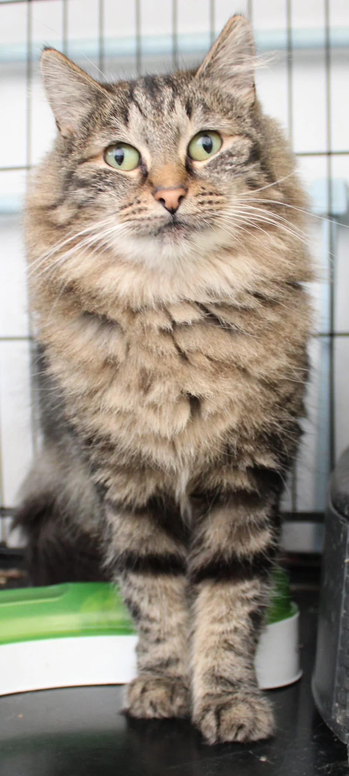 Kalinka, female senior European Shorthair for adoption at Action 4 Pets, France