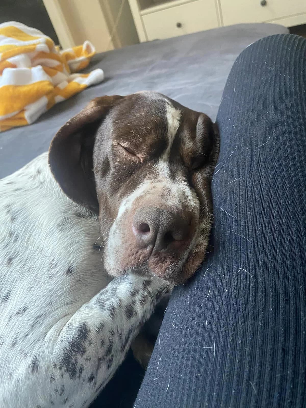Nixe, female Pointer for adoption at Action 4 Pets, France