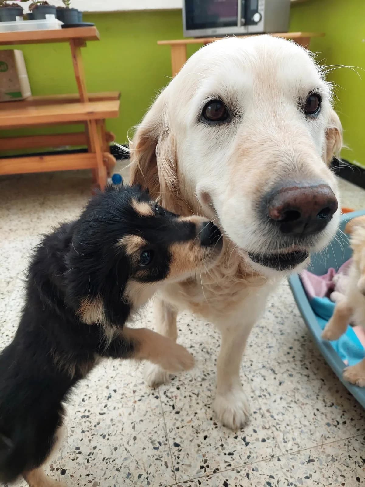 Joye, female Golden Retriever for adoption at Action 4 Pets, France