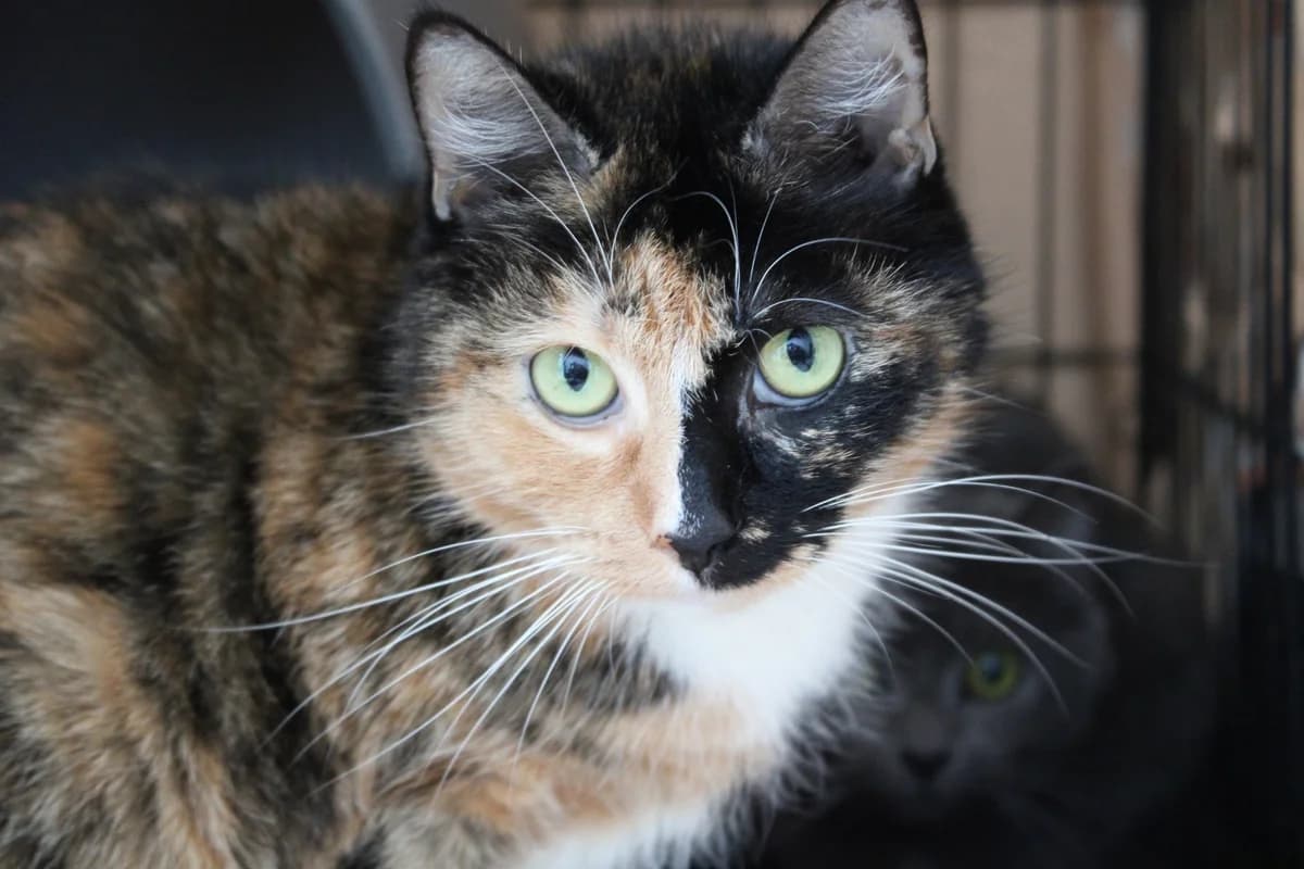 Magbish, female senior European Shorthair for adoption at Action 4 Pets, France