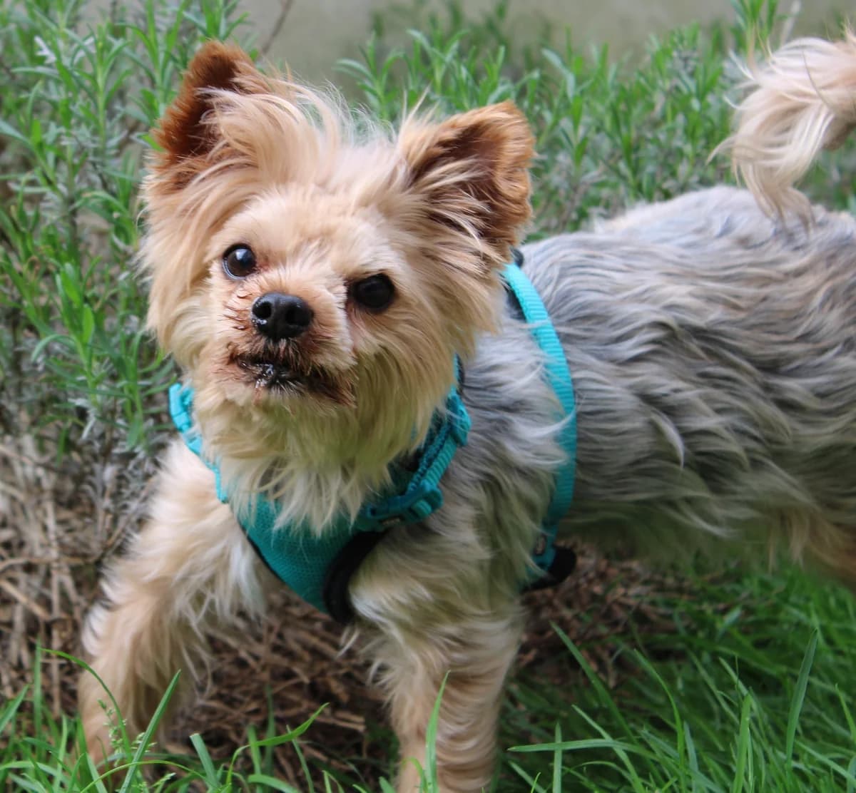 Krokmou, male senior Yorkshire Terrier for adoption at Action 4 Pets, France