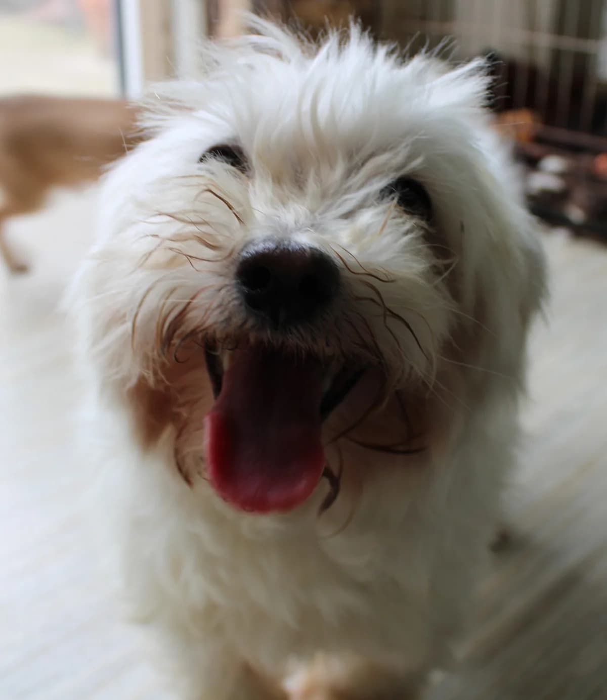 Kashmir, male senior Maltese for adoption at Action 4 Pets, France