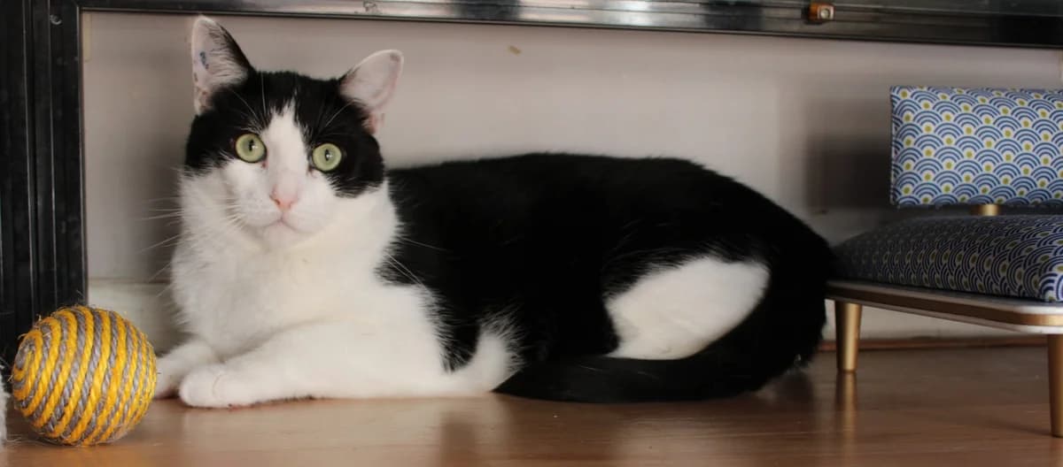 Sparrow, male 5yo European Shorthair for adoption at Action 4 Pets, action 4 pets