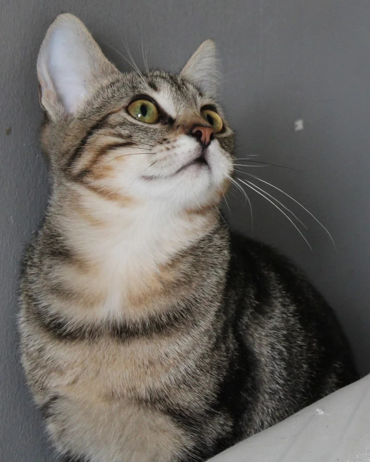 Utopia, female 3yo European Shorthair for adoption at Action 4 Pets, action 4 pets