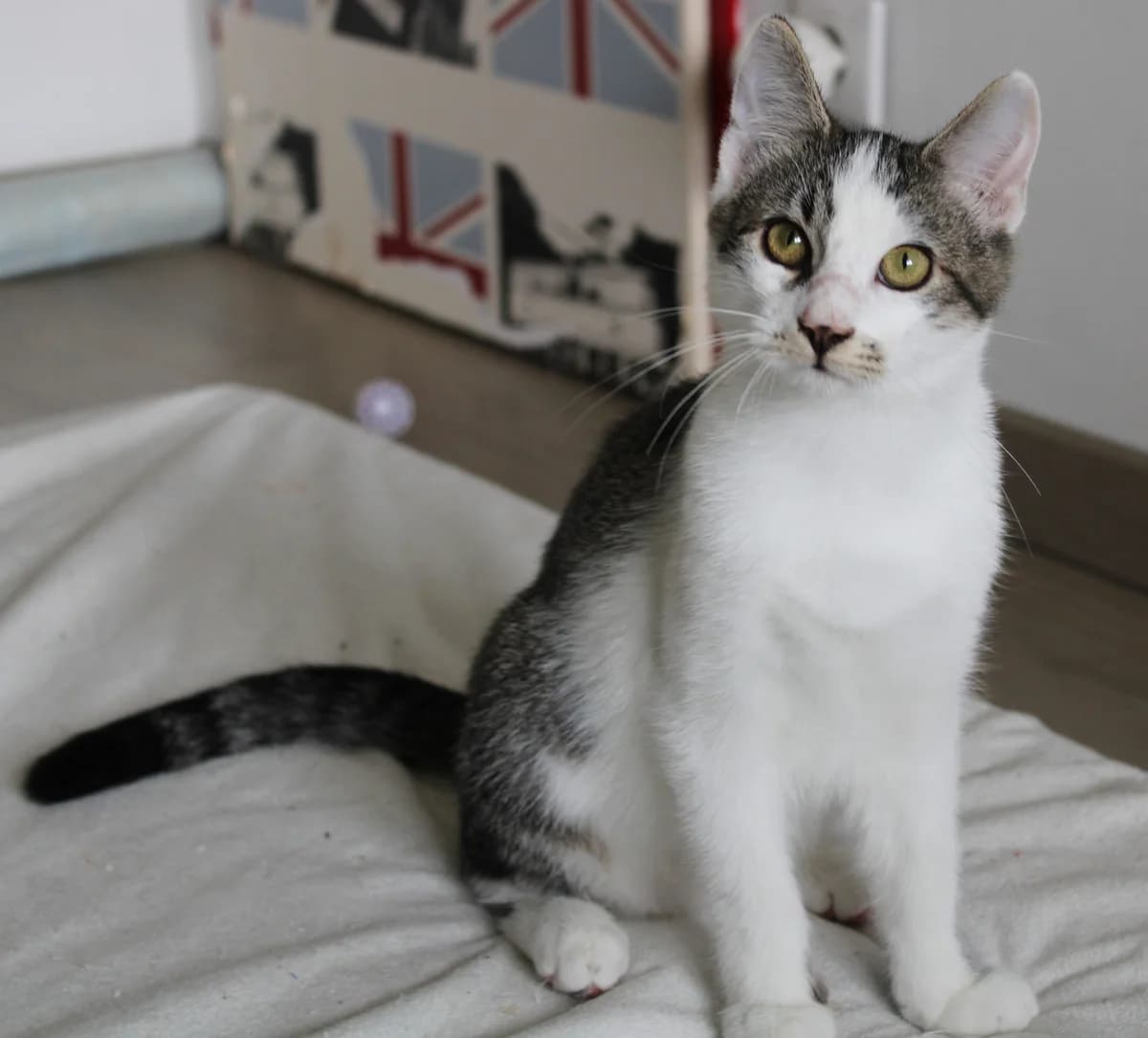 Uhtred, male 3yo European Shorthair for adoption at Action 4 Pets, action 4 pets