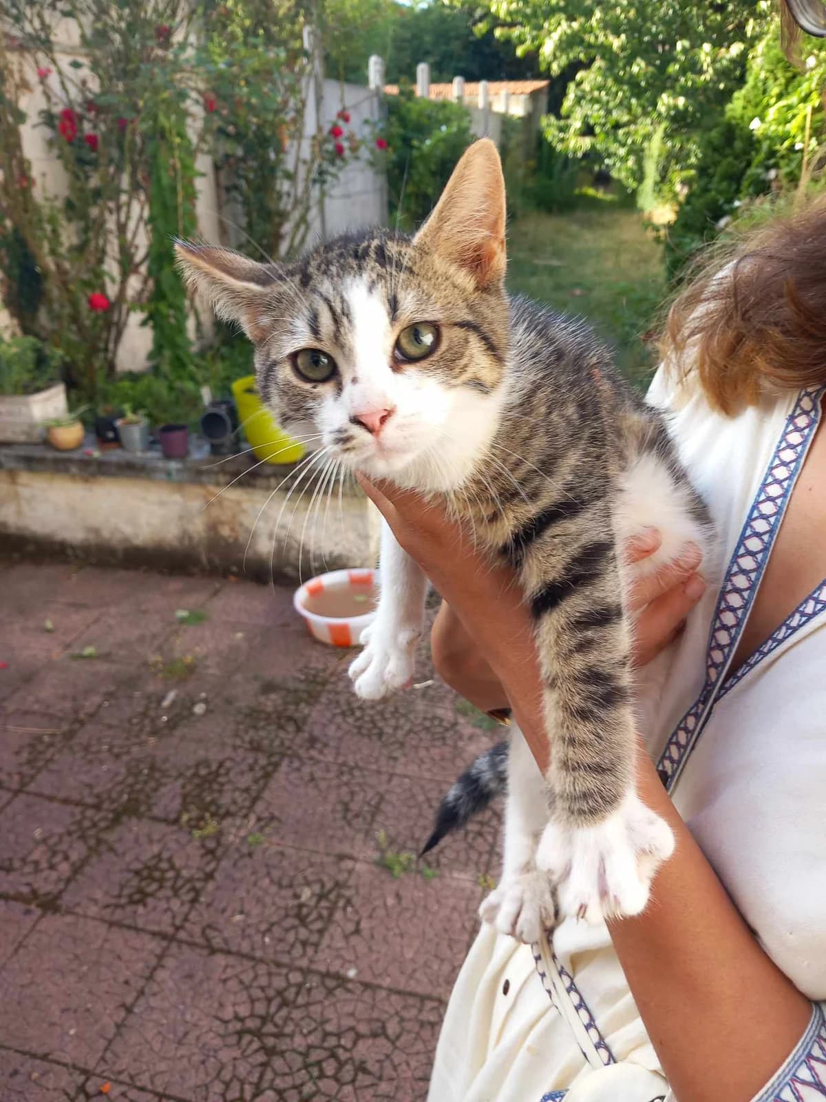 UB40, male 3yo European Shorthair for adoption at Action 4 Pets, action 4 pets