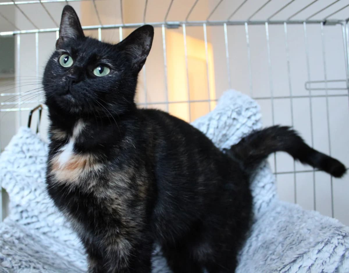 Tess, female 4yo European Shorthair for adoption at Action 4 Pets, action 4 pets