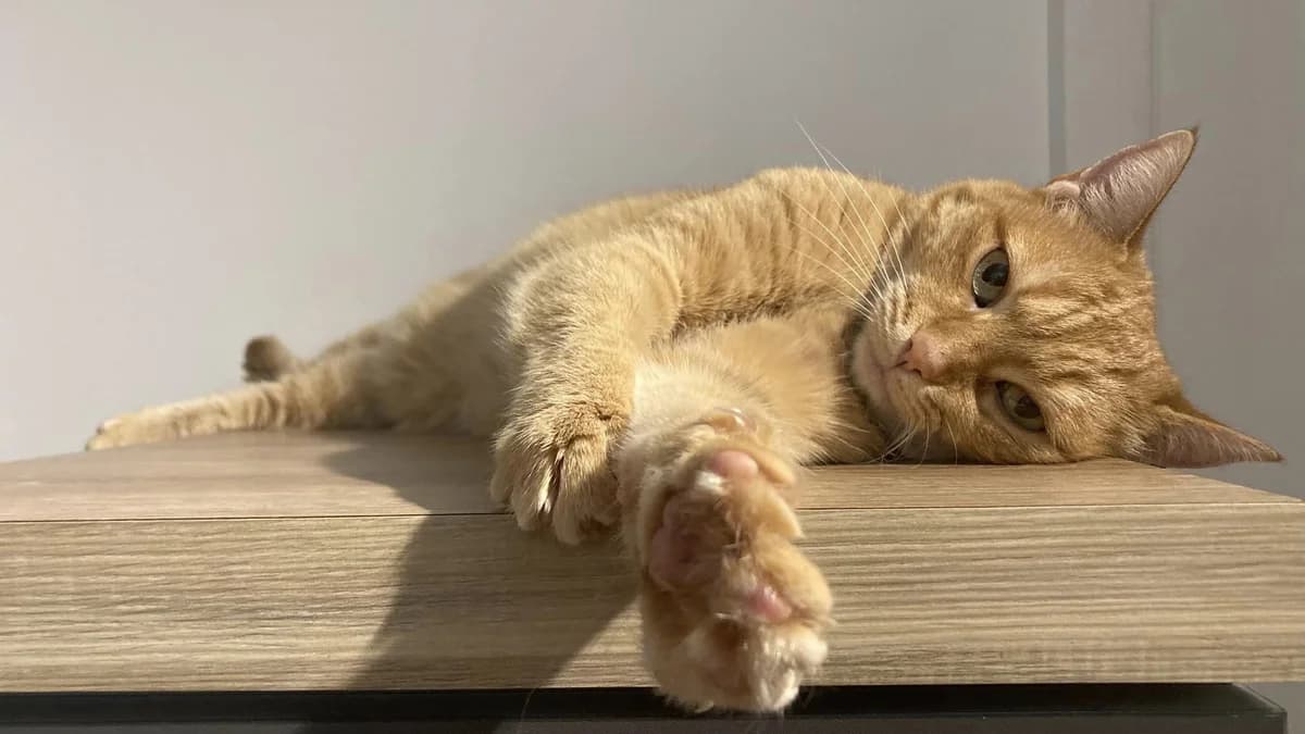Nimshi, female senior European Shorthair for adoption at Action 4 Pets, action 4 pets