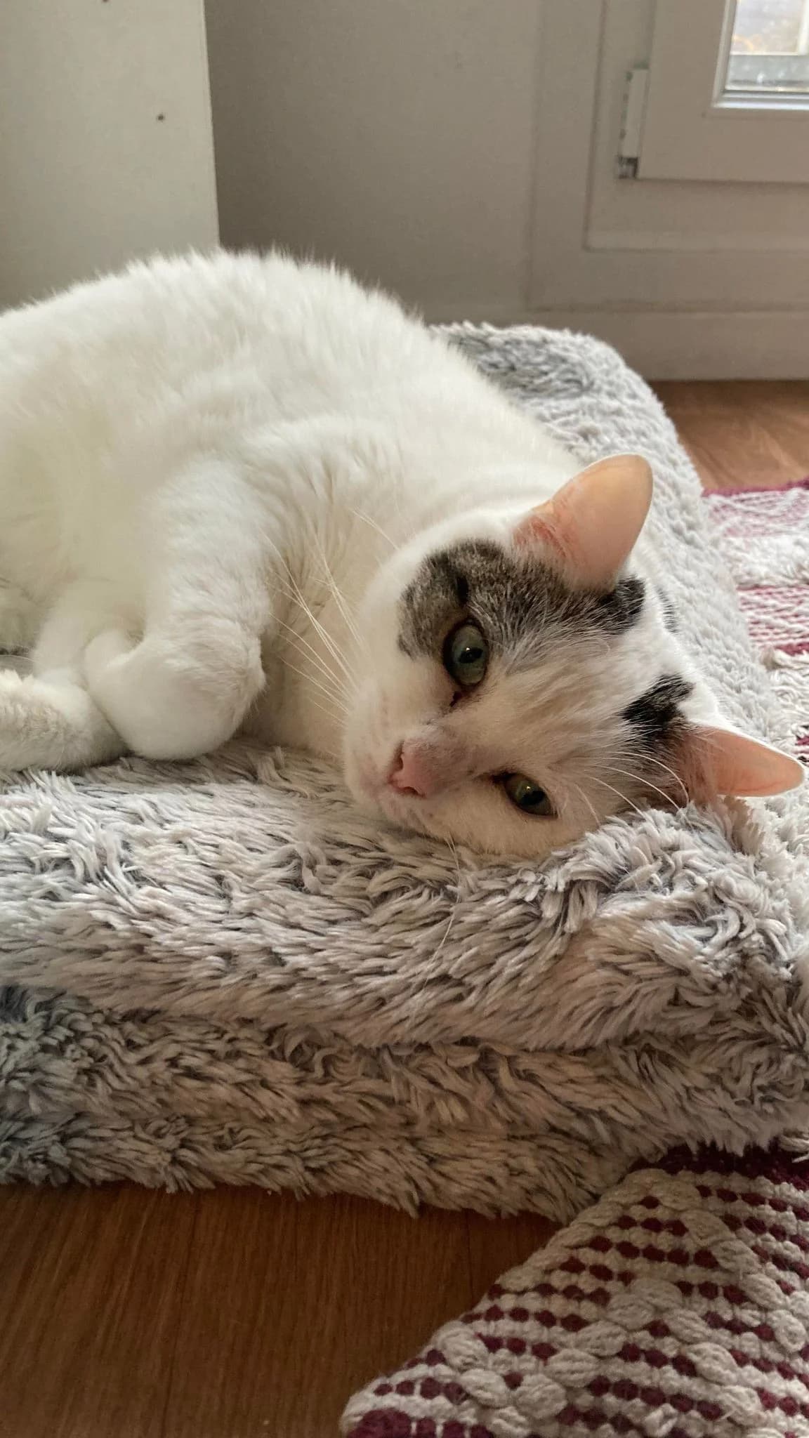Naphish, female senior European Shorthair for adoption at Action 4 Pets, action 4 pets
