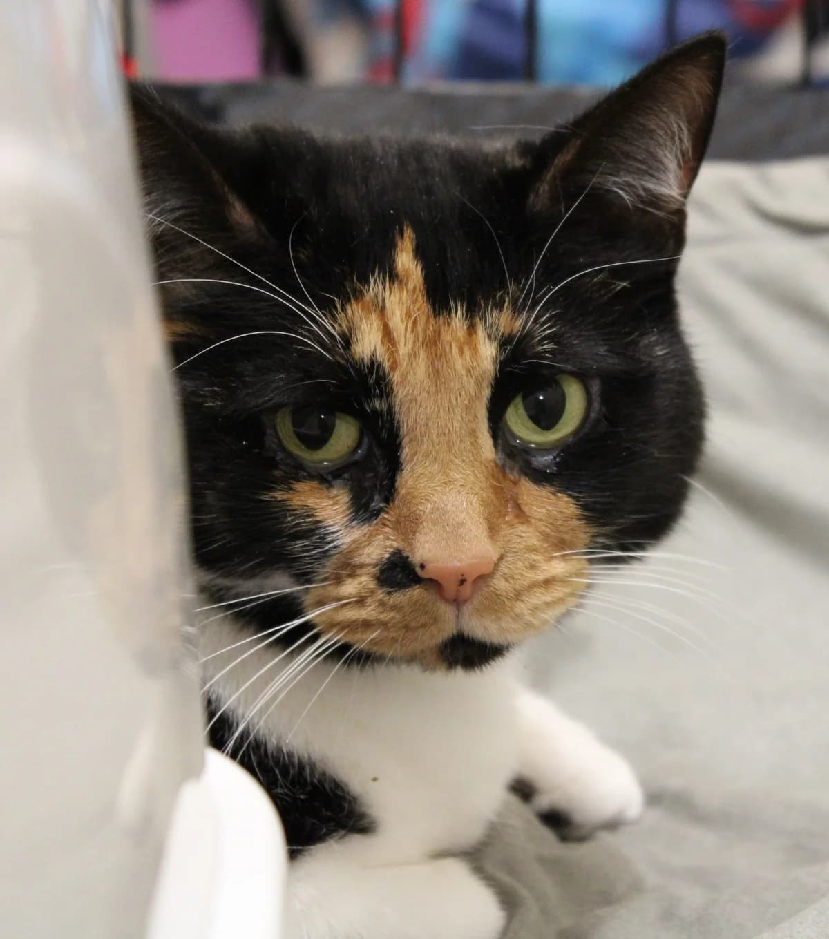 Nasreen, female senior European Shorthair for adoption at Action 4 Pets, action 4 pets