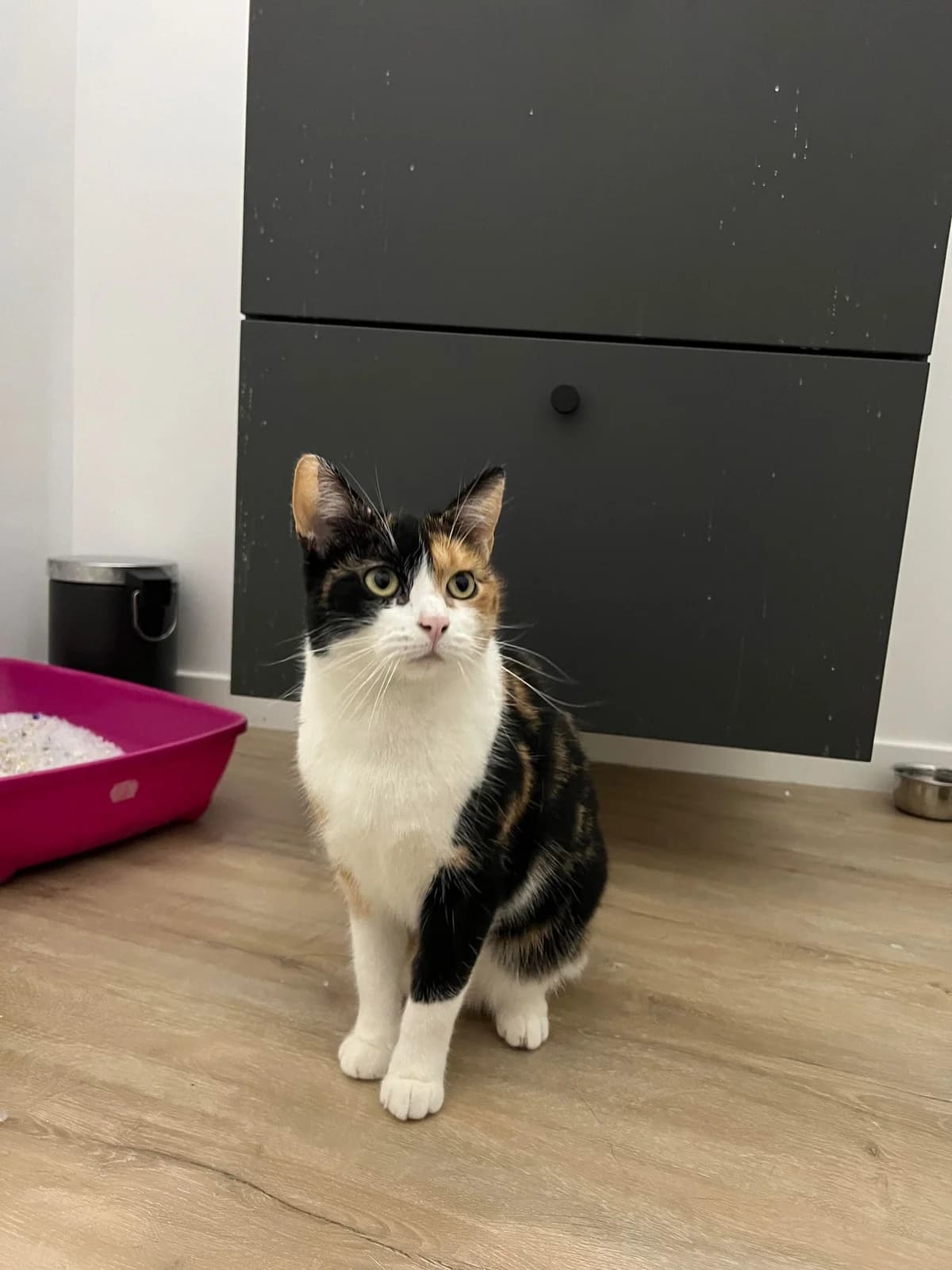 Redemption, female 6yo European Shorthair for adoption at Action 4 Pets, action 4 pets