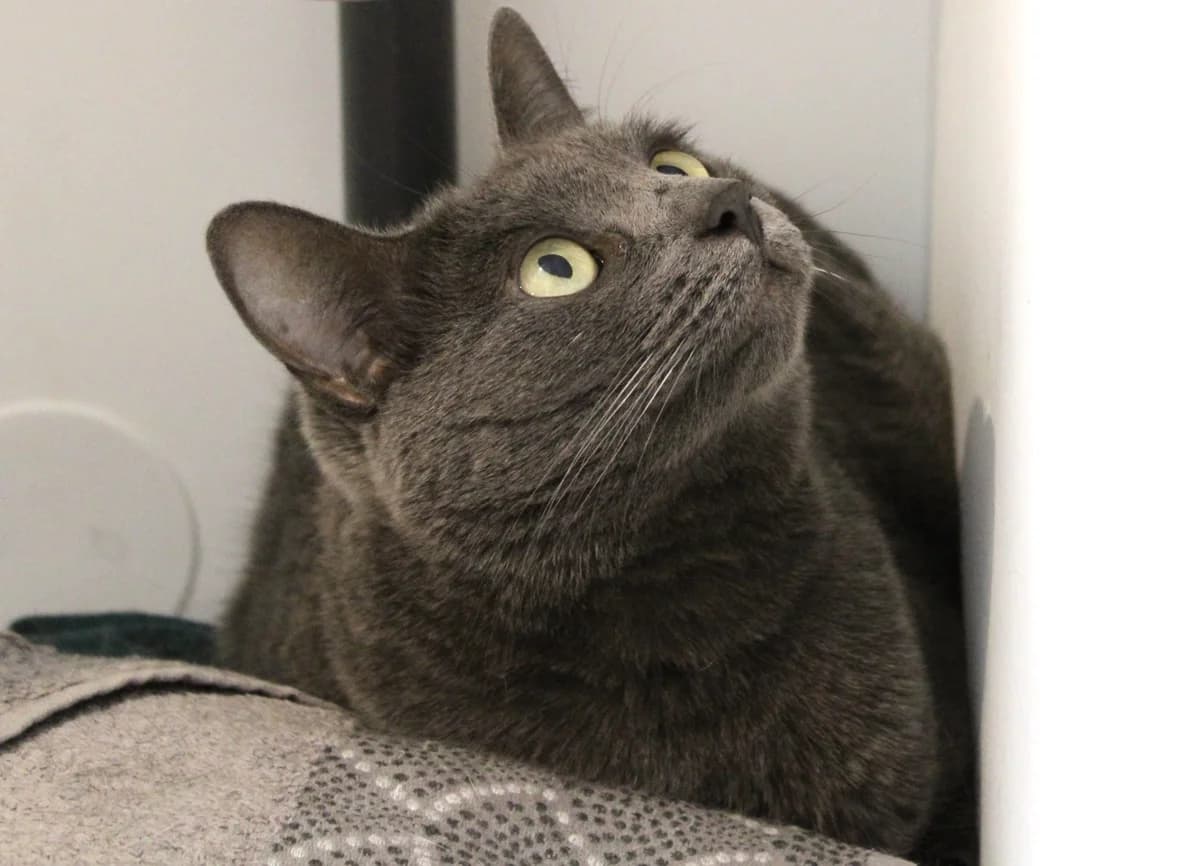 Psamathée, female 7yo European Shorthair for adoption at Action 4 Pets, action 4 pets
