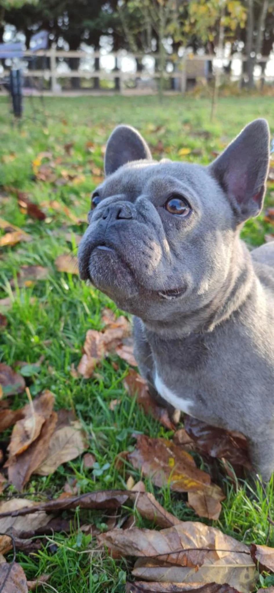 Pin&rsquo;s, female English Bulldog for adoption at Action 4 Pets, France