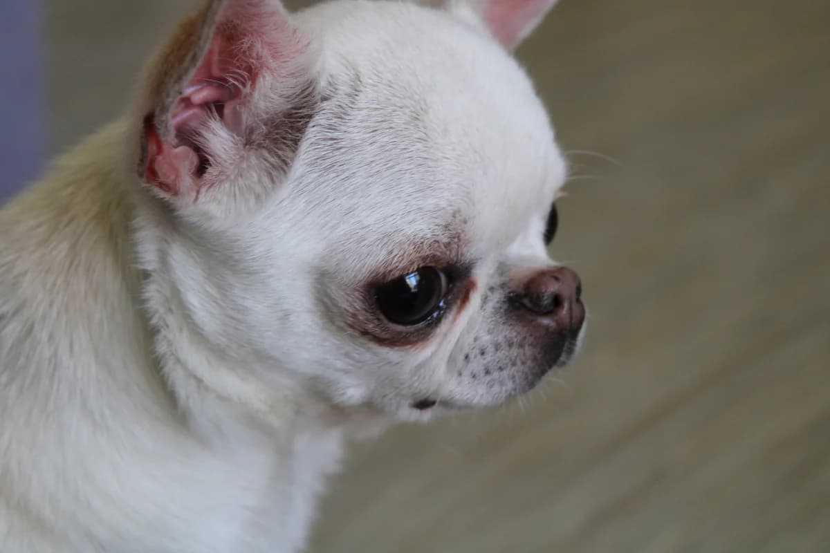 Ouadjet, female Chihuahua for adoption at Action 4 Pets, France