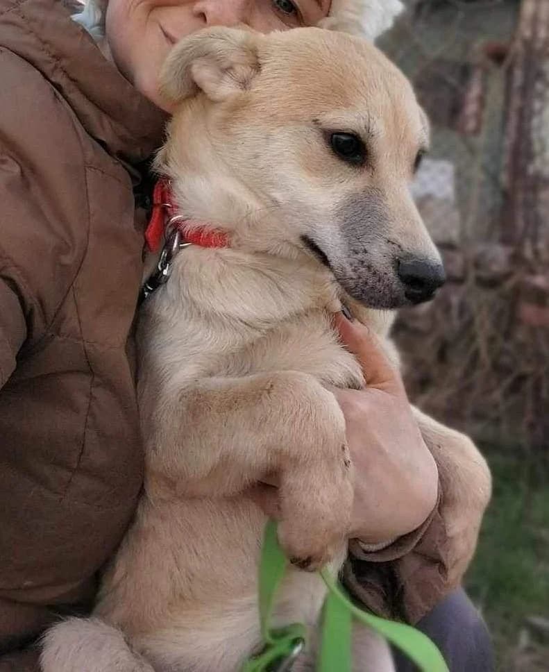 Unix, male puppy Mixed Breed for adoption at Action 4 Pets, France