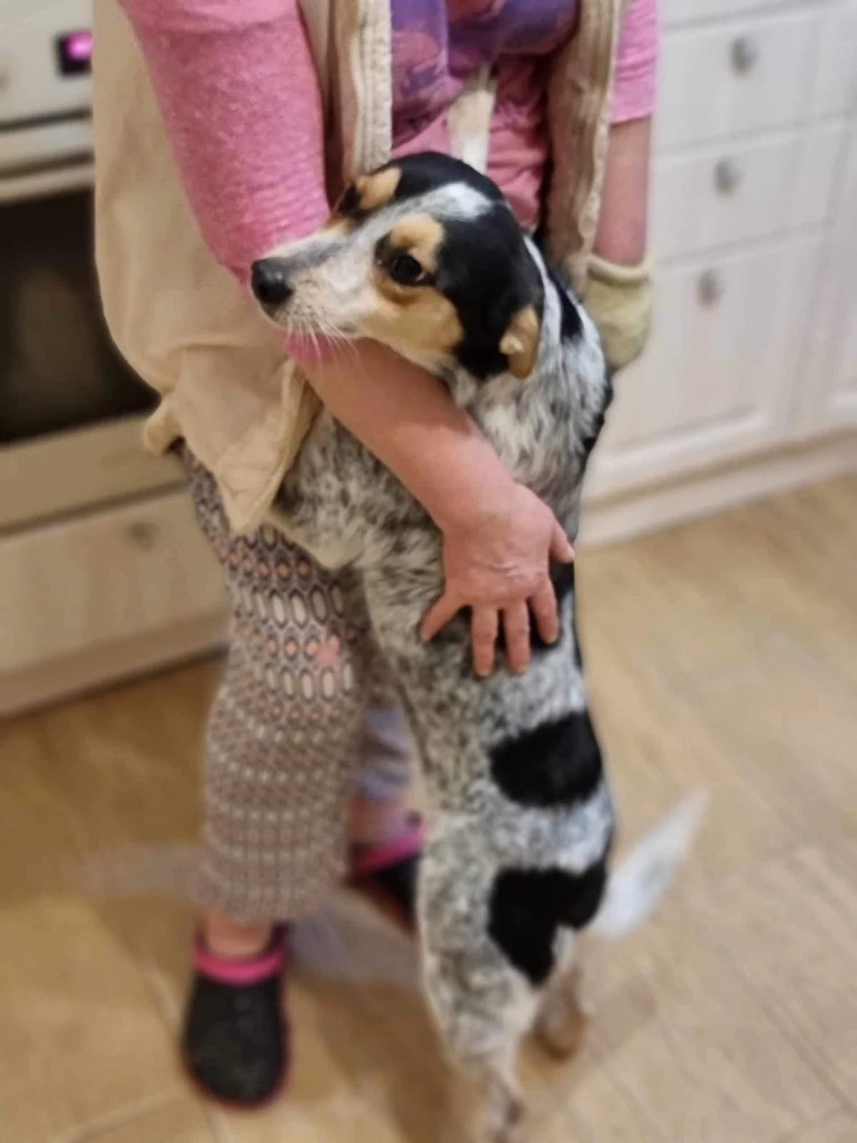 Taliyah, female Mixed Breed for adoption at Action 4 Pets, France