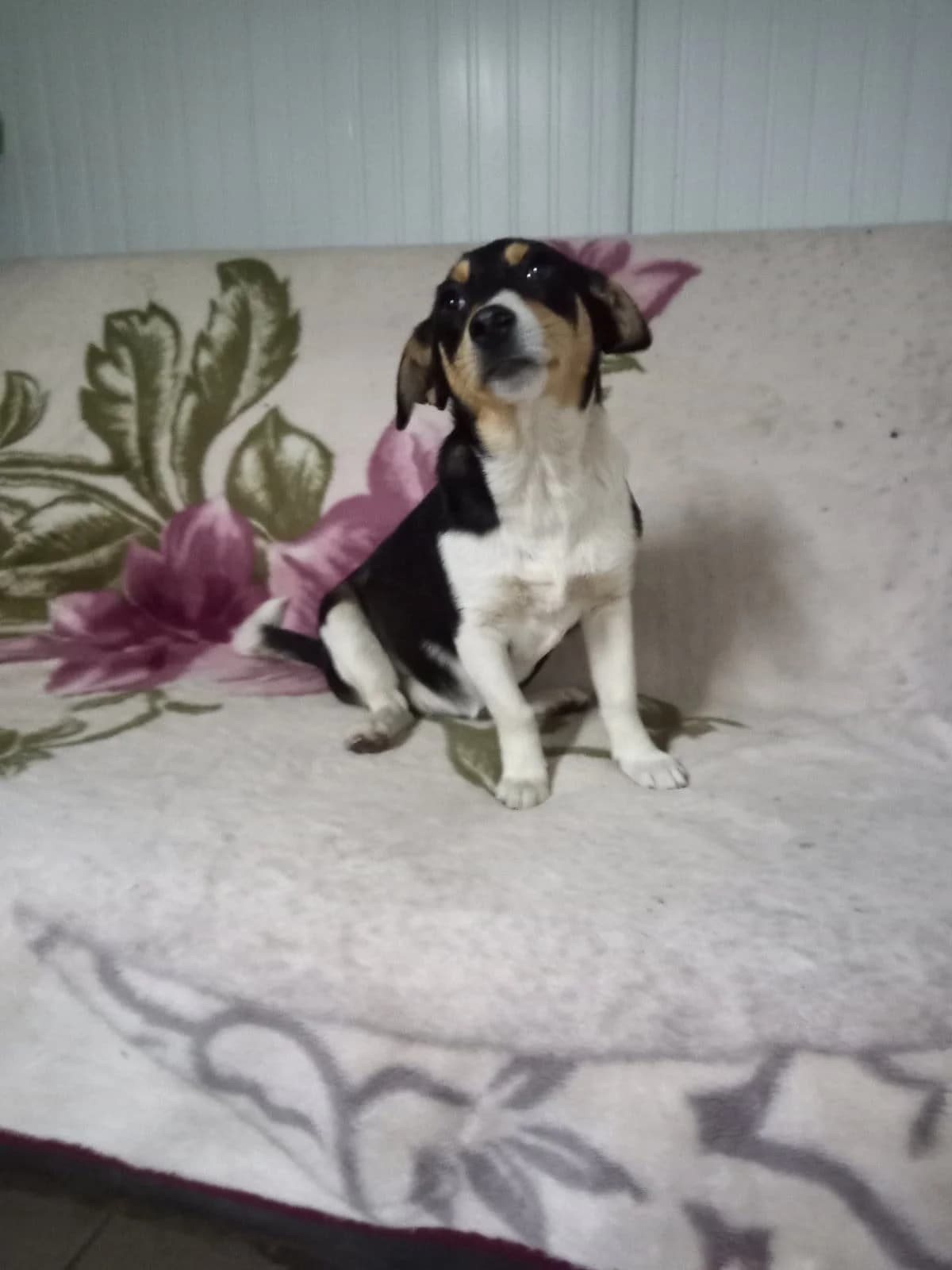 Unity, female puppy Mixed Breed for adoption at Action 4 Pets, France
