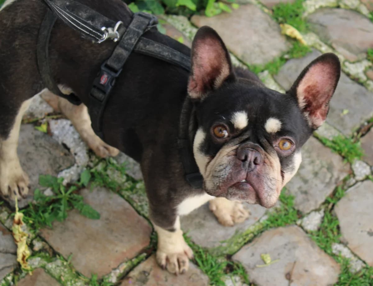 Ridget, female English Bulldog for adoption at Action 4 Pets, France