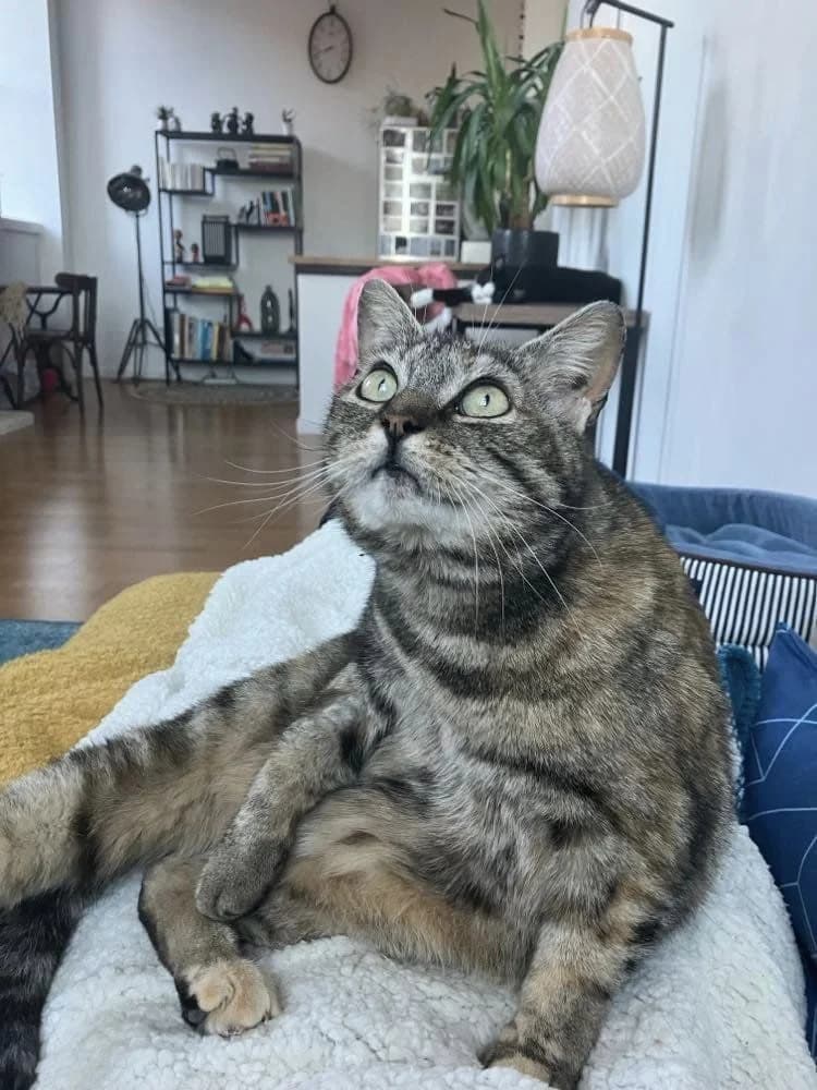 Soledad, female 5yo European Shorthair for adoption at Action 4 Pets, action 4 pets