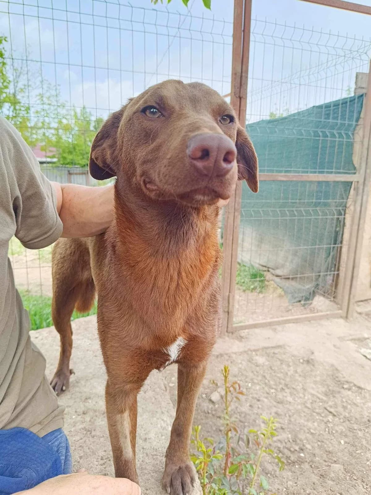 Ultimate, male Mixed Breed for adoption at Action 4 Pets, France
