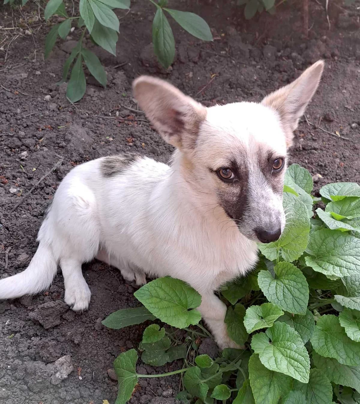 Update, female puppy Mixed Breed for adoption at Action 4 Pets, France