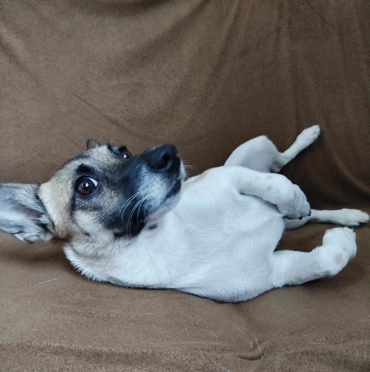 Tréma, female Mixed Breed for adoption at Action 4 Pets, France