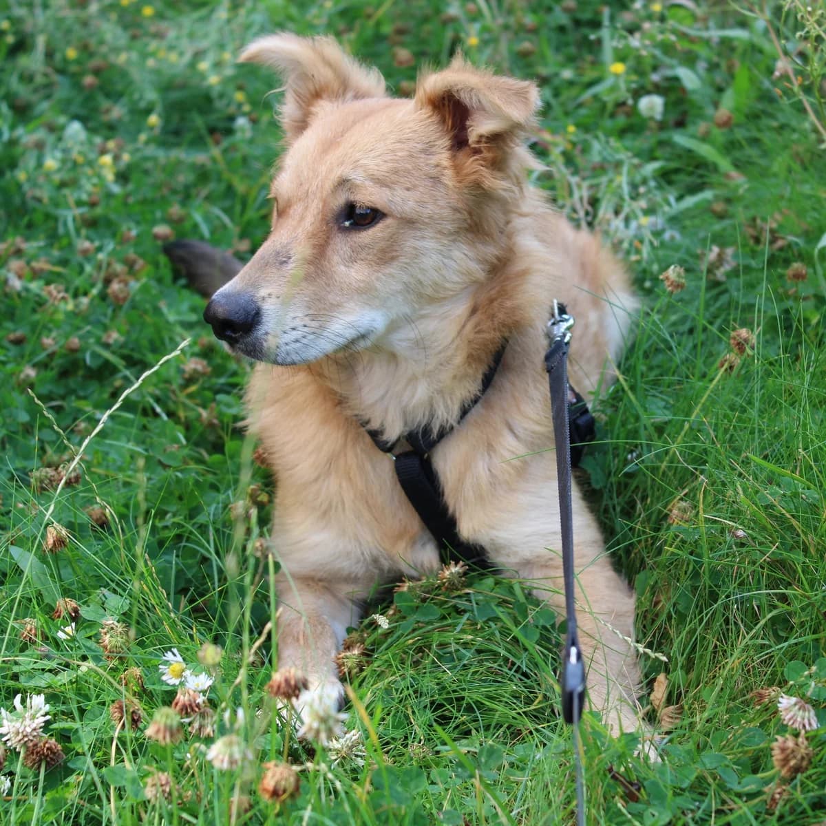 Yetta, female Mixed Breed for adoption at Action 4 Pets, France