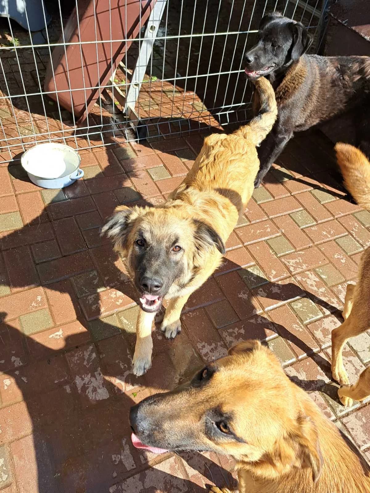 Umlaut, male puppy Mixed Breed for adoption at Action 4 Pets, France